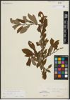 Foto von Salix aurita L.